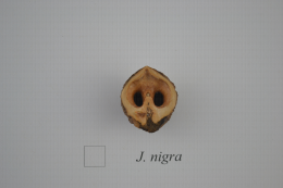 Juglans nigra