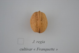 Juglans regia cv. 'Franquette'