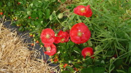 Culture de fraises en sol sous tunnel avec bandes florales, Lanxade (24) : coquelicots couchés