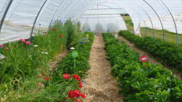 Culture de fraises en sol sous tunnel avec bandes florales, Lanxade (24)