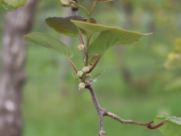 Floraison du kiwi - CTIFL Lanxade (24), 12/05/2023