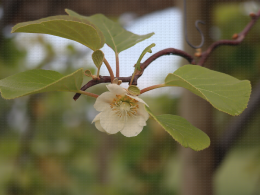 Floraison du kiwi - CTIFL Lanxade (24), 12/05/2023