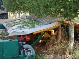 Prune d'Ente - Chantier de récolte mécanique sur le verger expérimental conduit en mur fruitier, CTIFL, centre de Lanxade (24)
