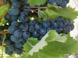 Alphonse Lavallée, variété de raisin de table