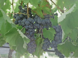 Alphonse Lavallée, variété de raisin de table