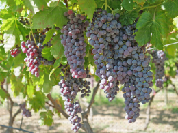 Apulia, variété de raisin de table