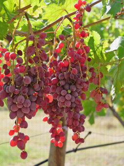 Fia, variété de raisin de table