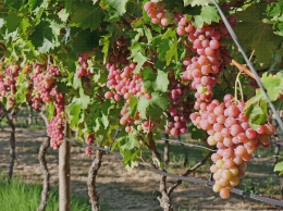 Italia Rubi, variété de raisin de table