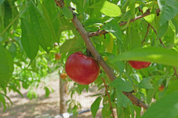 Nectarine, proche de la maturité - Centre CTIFL de Balandran (30)