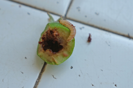 Dégâts de larve d'hoplocampe sur pomme, au stade petit fruit