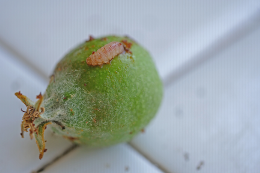 Dégâts de larve d'hoplocampe sur pomme, au stade petit fruit
