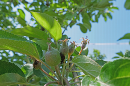 Dégâts de larve d'hoplocampe sur pomme (déjections), au stade petit fruit