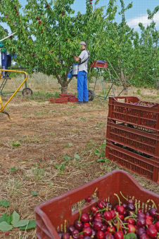 Chantier de récolte de cerises rouges. Verger piéton, CTIFL centre opérationnel de Balandran (06)
