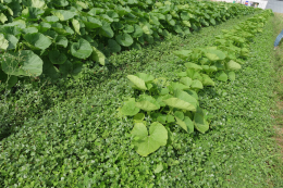 Culture de potimarron menée sur couvert végétal en alternative au paillage plastique -  CTIFL, centre opérationnel de Carquefou (44)
