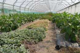 Plantes de service (sauge, tanaisie...) en culture d'aubergines pour lutter contre les pucerons - CTIFL, centre opérationnel de Carquefou (44)