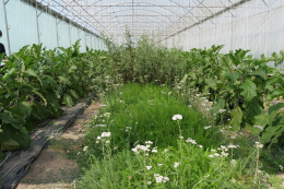Plantes de service (achillée, tanaisie...) en culture d'aubergines pour lutter contre les pucerons - CTIFL, centre opérationnel de Carquefou (44)