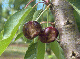 Cerise - Eclatement des fruits, Centre CTIFL Balandran (mai 2026)