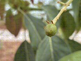 Conduite de culture d'avocats sous serre tunnel, variété Hass, sur le Centre CTIFL de Balandran (mai 2026) : fruits