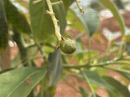 Conduite de culture d'avocats sous serre tunnel, variété Hass, sur le Centre CTIFL de Balandran (mai 2026) : fruits