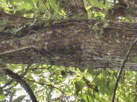 Cryphonectria parasitica, chancre du châtaignier : dégâts