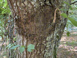 Cryphonectria parasitica, chancre du châtaignier : dégâts