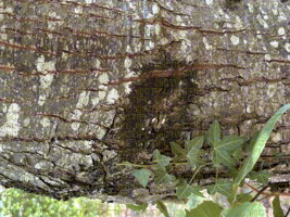 Cryphonectria parasitica, chancre du châtaignier : dégâts