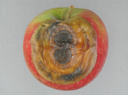Colletotrichum gloeosporioides sur pomme