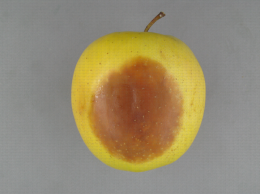 Phytophthora sur Golden Delicious