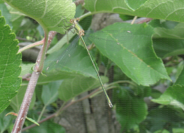Demoiselle Leste vert (Lestes viridis) en verger