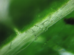 Conidies d'oïdium sur feuille de pommier, au microscope