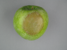 Phytophthora en conservation sur Granny Smith
