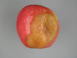 Phytophthora en conservation sur pomme bicolore : contour diffus de la tache