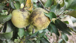 Forte attaque de Maladie de la Suie, pomme variété Goldrush