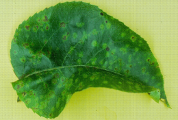 Tavelure du nashi sur feuille (V. nashicola) (parasite 40aine)