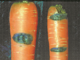 Symptôme de Mycocentrospora acerina sur carotte