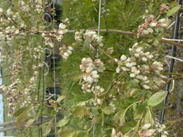 Evaluation variétale myrtille - Liberty® en fleur