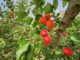 Fiche variétale abricot 2025 - Variété CARMINGO® PRIMASSI cov