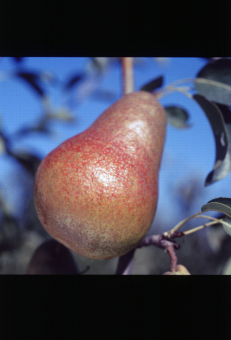 Zoom sur Harrow Sweet, variété de poire