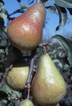 Zoom sur Harrow Sweet, variété de poire