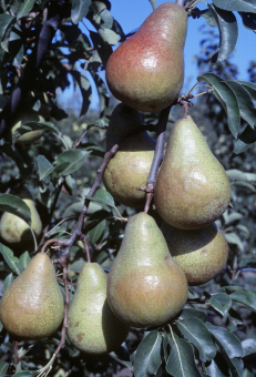 Zoom sur Harrow Sweet, variété de poire