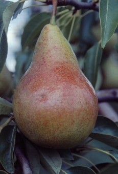 Zoom sur Harrow Sweet, variété de poire