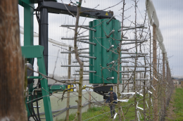 Eclaircissage mécanique sur bourgeons de pommier avec Eclairfel (détail). Verger conduit en axe