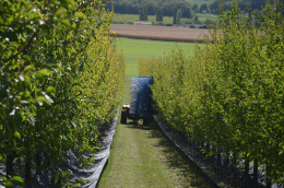 Eclairvale® à tige bleue : récolte mécanique de prunes d'Ente