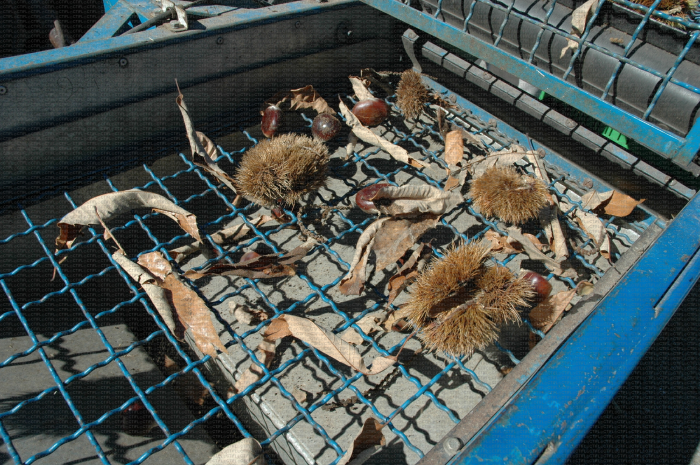 Canepa Ebogueur De Chataignes Grille De Tri En Sortie Phototheque Du Ctifl