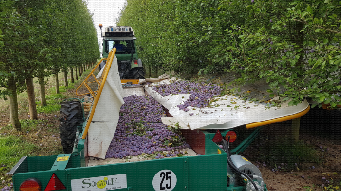 Récolte mécanique de prunes d'Ente conduites en mur fruitier