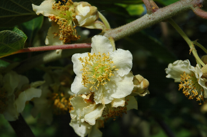 Fleur mâle d'Hayward (Actinidia deliciosa)