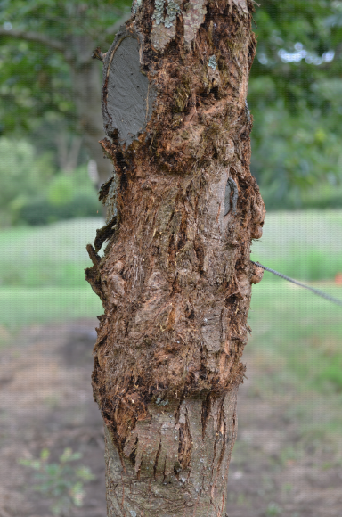 Chancre du châtaignier (Cryphonectria parasitica) se propageant sur la totalité du tronc de l'arbre
