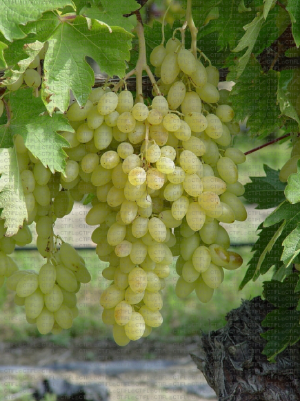 Centennial seedless, variété de raisin de table - Phototheque du Ctifl