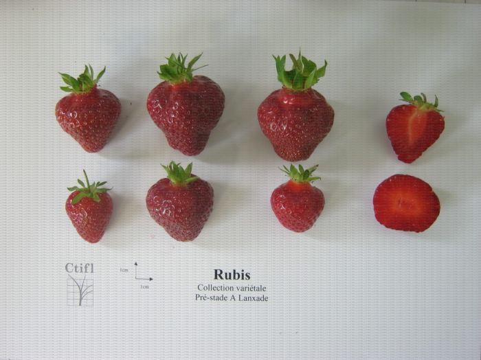 Présentation de fraises, variété Rubis des jardins ainsi qu'une coupe en largeur et en longueur du fruit