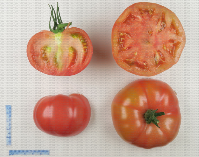 Variété de tomate de type ancien côtelé rose